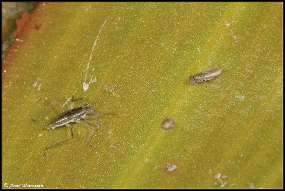 Heteroptera d''Israele: Mesovelia vittigera